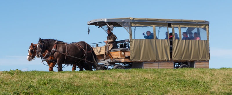 horse-drawn omnibus used for sightseeing tours