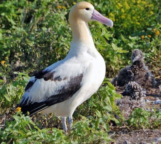 A Photo of an Albatross bird