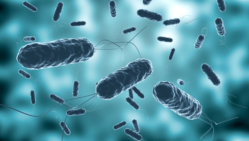 A colony of cholera bacteria