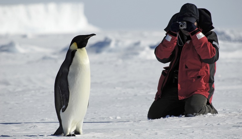 An Image of a Penguin and a Photographer