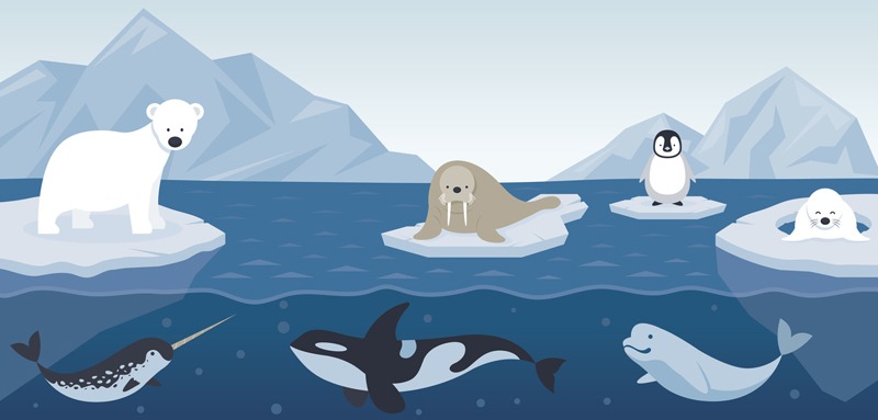 An illustration of animals in Antarctica