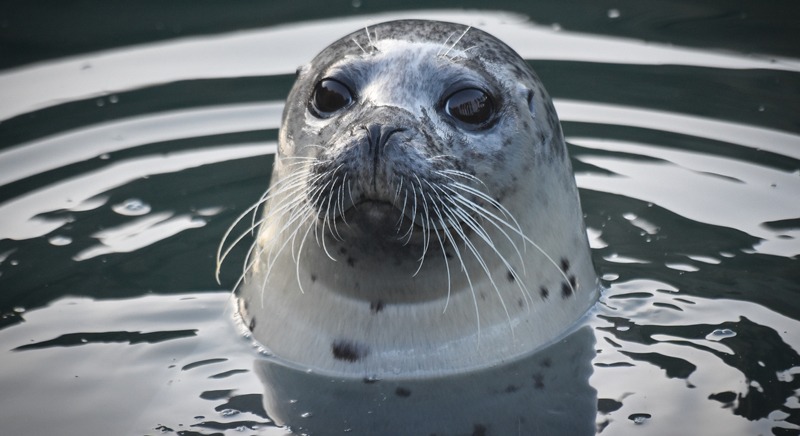 An image of a Harbor seal