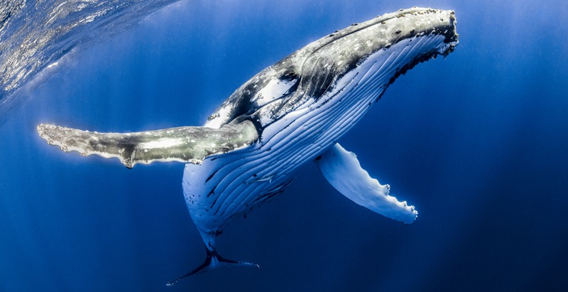 An image of a Humpback