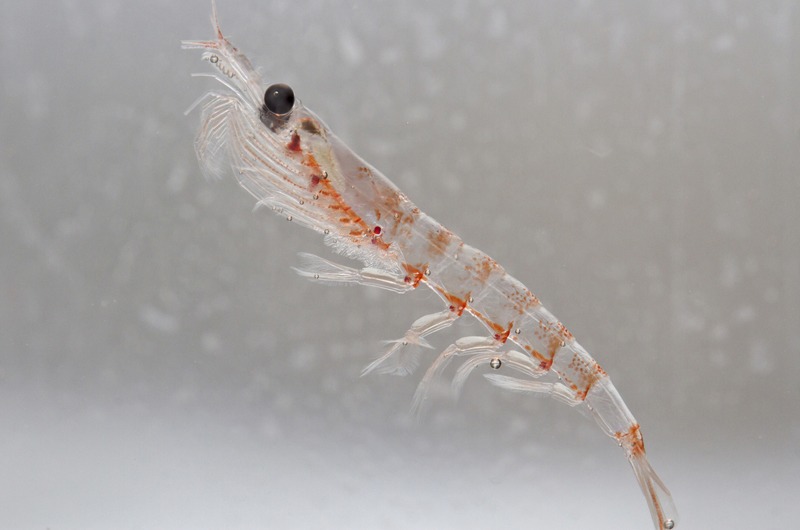 An image of an Antarctic krill