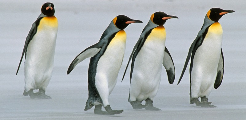 Four King Penguins