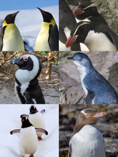 Picture of different species of penguins