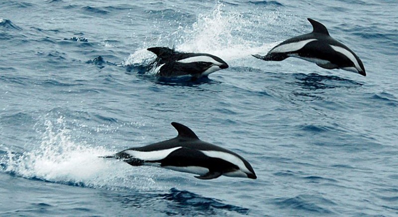 Three hourglass dolphins leaping in a passage