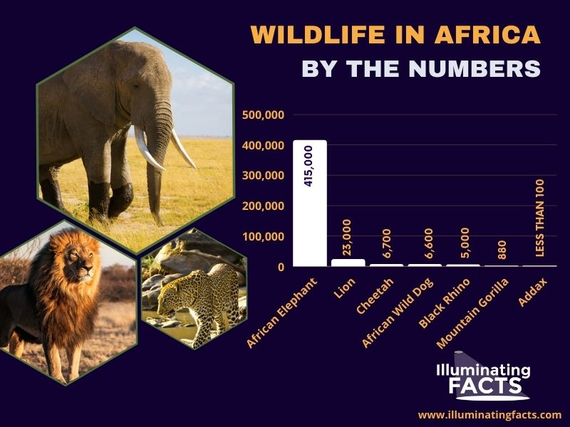Wildlife in Africa By the Numbers