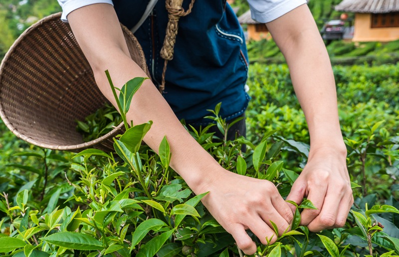 a farmer harvesting tea leaves