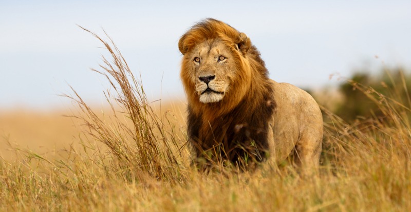a lion in Masai Mara