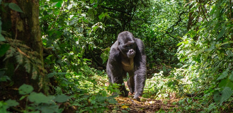 a mountain gorilla in Uganda