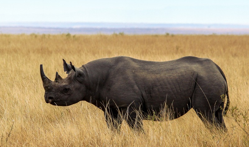 black rhino on the plains of Africa