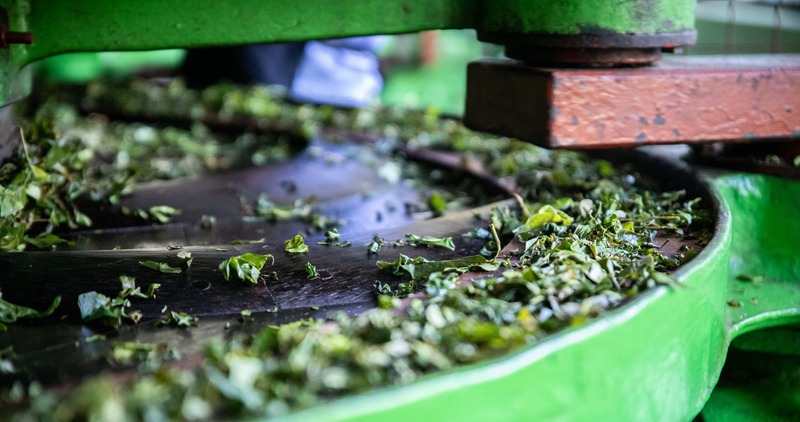 tea leaves are being rolled by a machine