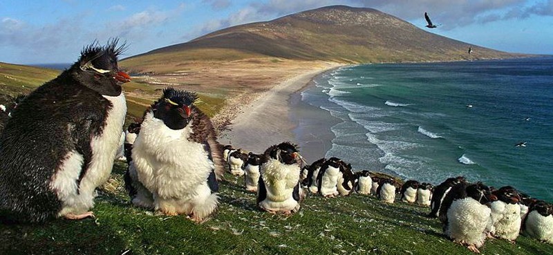 the southern rockhopper penguins on Saunders Island, one of the wildlife creatures