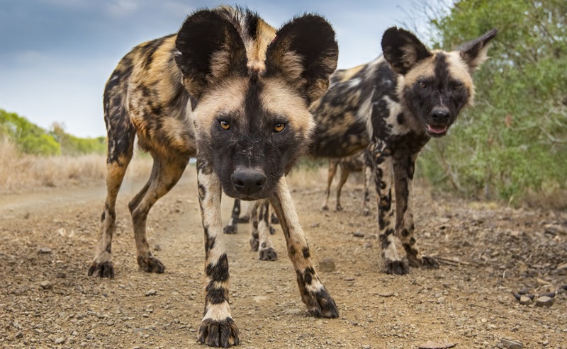 two African wild dogs