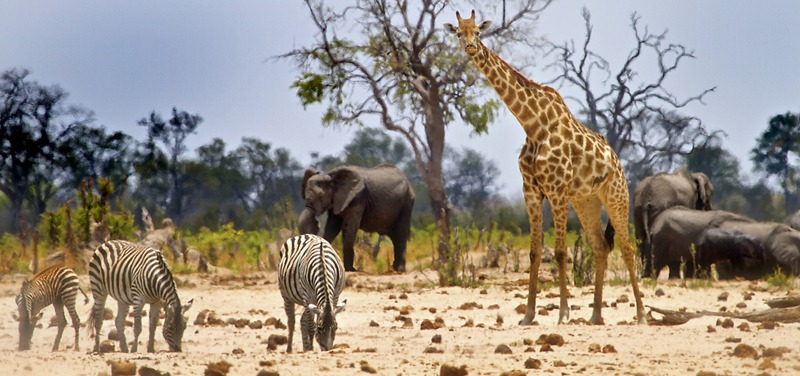 wild animals in Zimbabwe