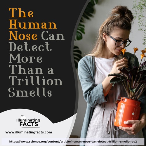 The Human Nose Can Detect more than a Trillion Smells