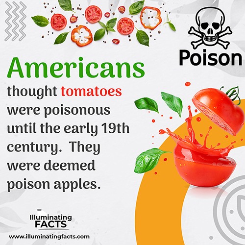 Americans thought tomatoes were poisonous until the early 19th century They were deemed poison apples