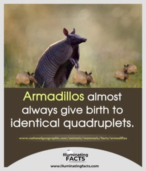 Armadillos almost always give birth to identical quadruplets