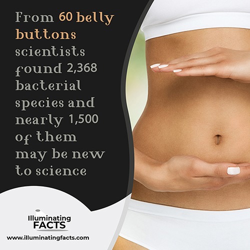 From 60 belly buttons, scientists found 2,368 bacterial species, and nearly 1,500 of them may be new to science