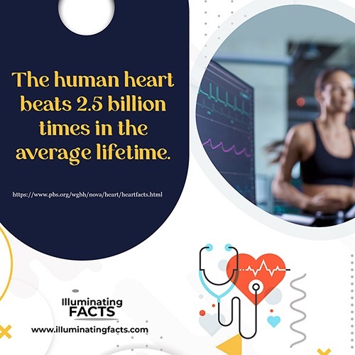 The human heart beats 2.5 billion times in the average lifetime