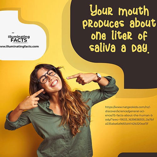 Your mouth produces about one liter of saliva a day