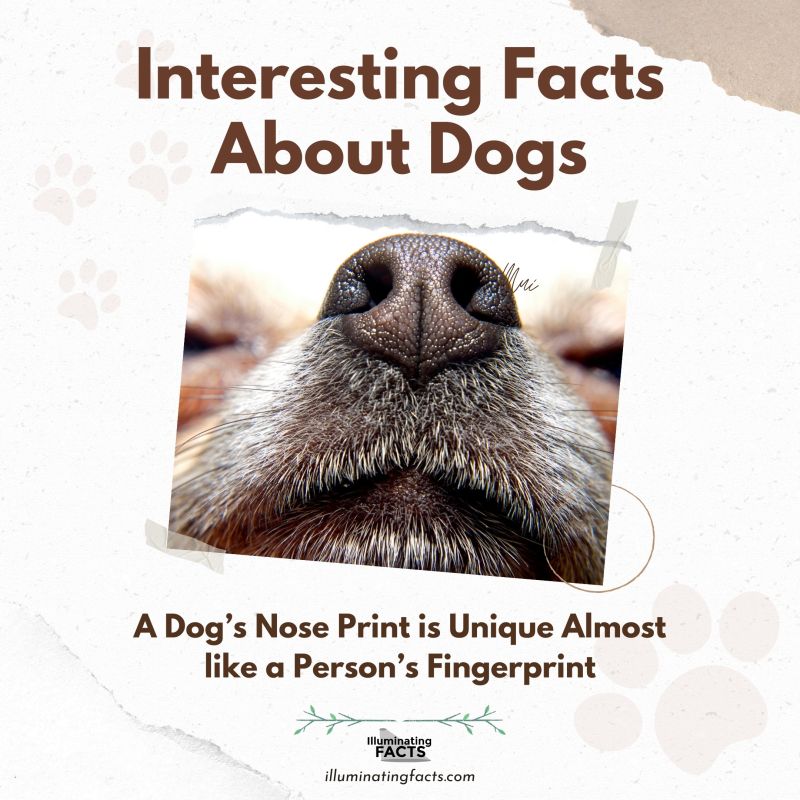 A Dog’s Nose Print is Unique Almost like a Person’s Fingerprint