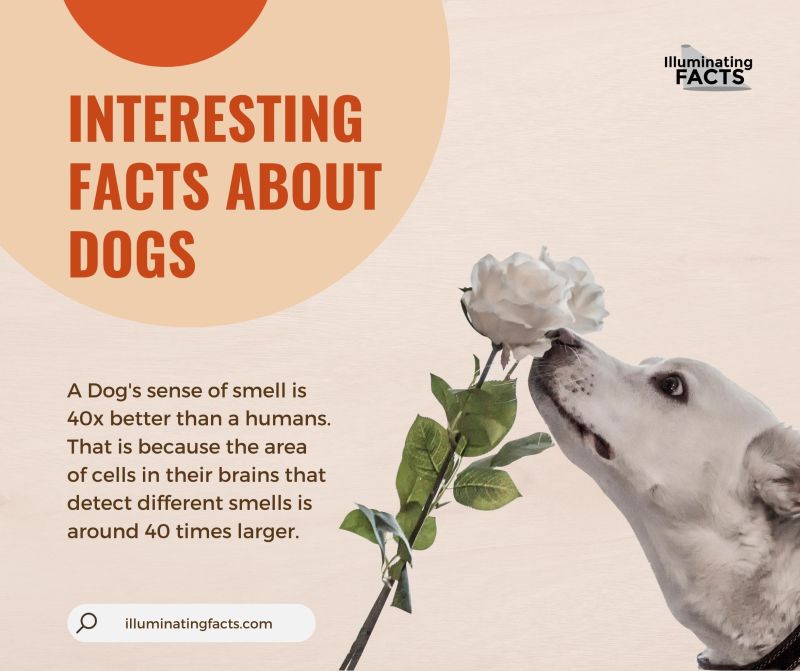 A dogs’ Sense of Smell Is 40x Better Than Humans Because the Area of Cells in Their Brains That Detect Different Smells Is Around 40 Times Larger
