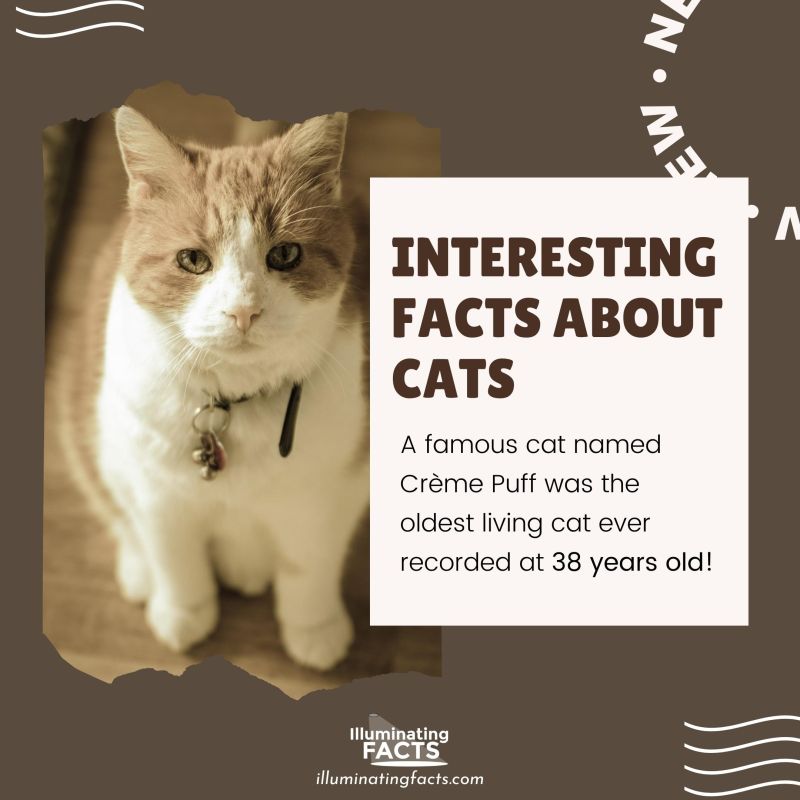 A famous cat named Crème Puff