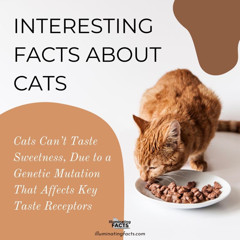 Cats Can’t Taste Sweetness