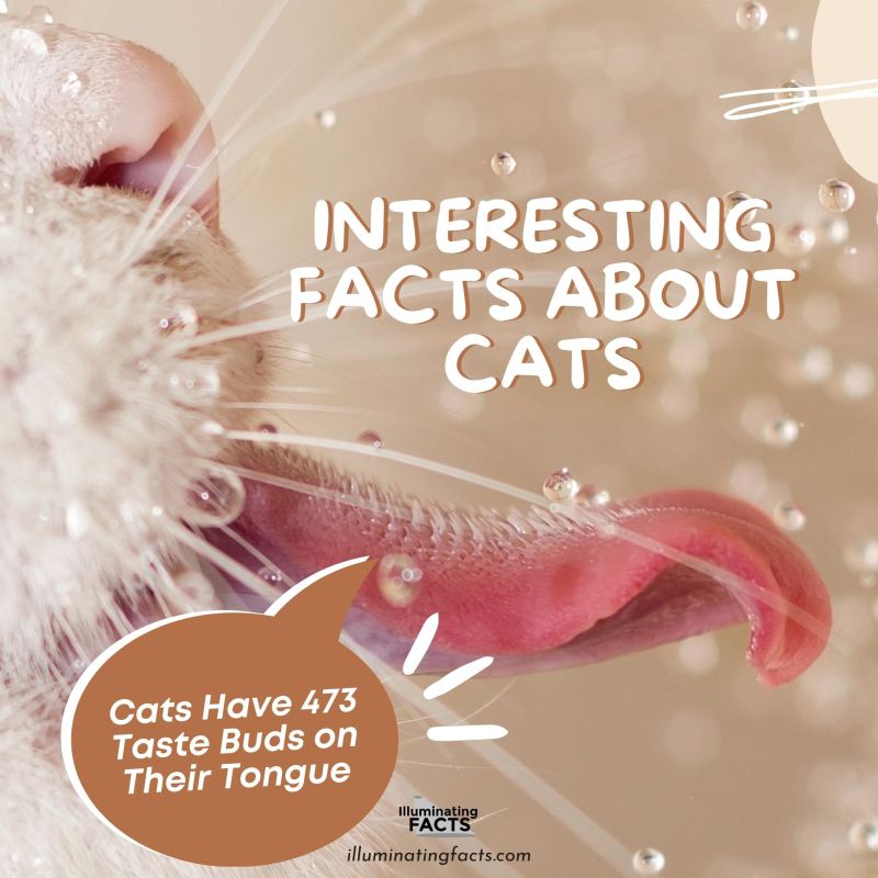 Cats Have 473 Taste