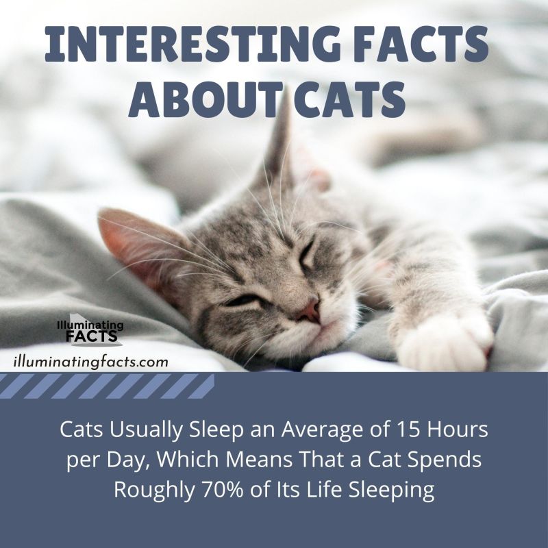 Cats Usually Sleep
