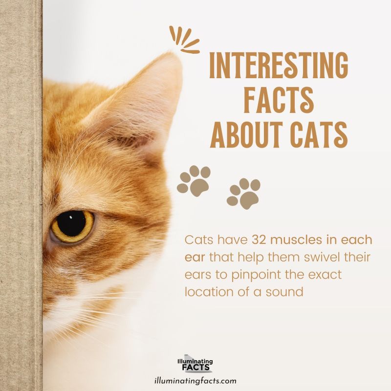 Cats have 32 muscles