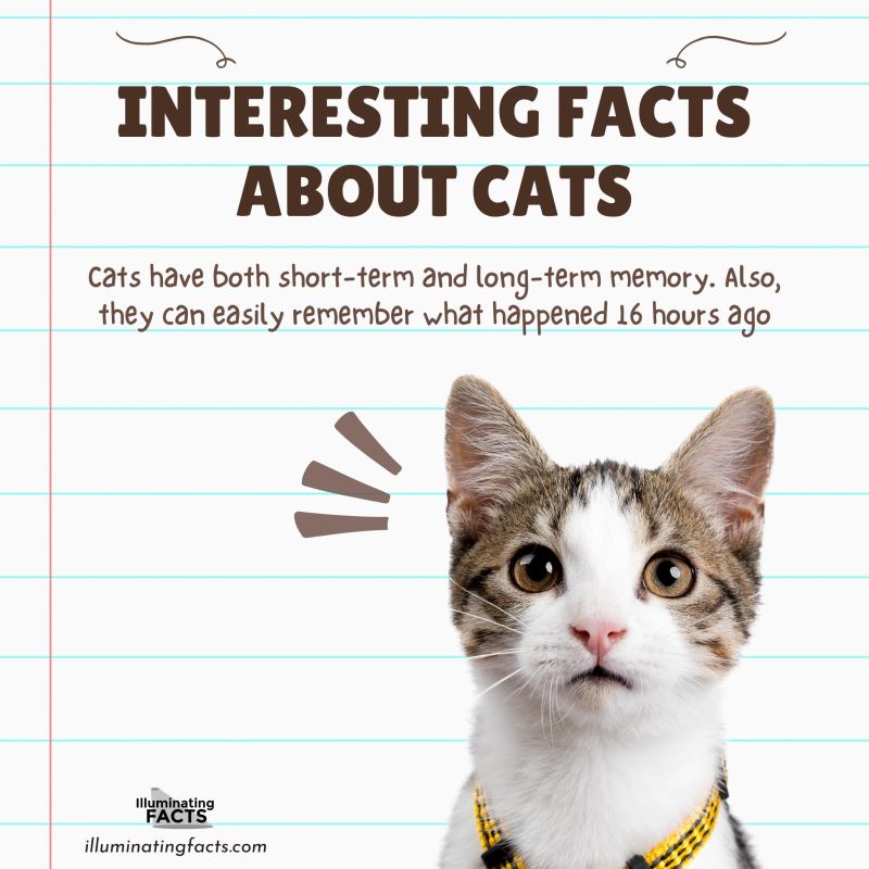 Cats have both short-term and long-term memory