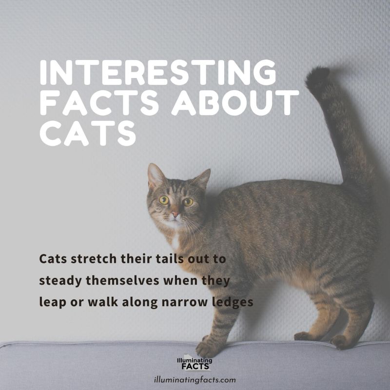 Cats stretch their tails