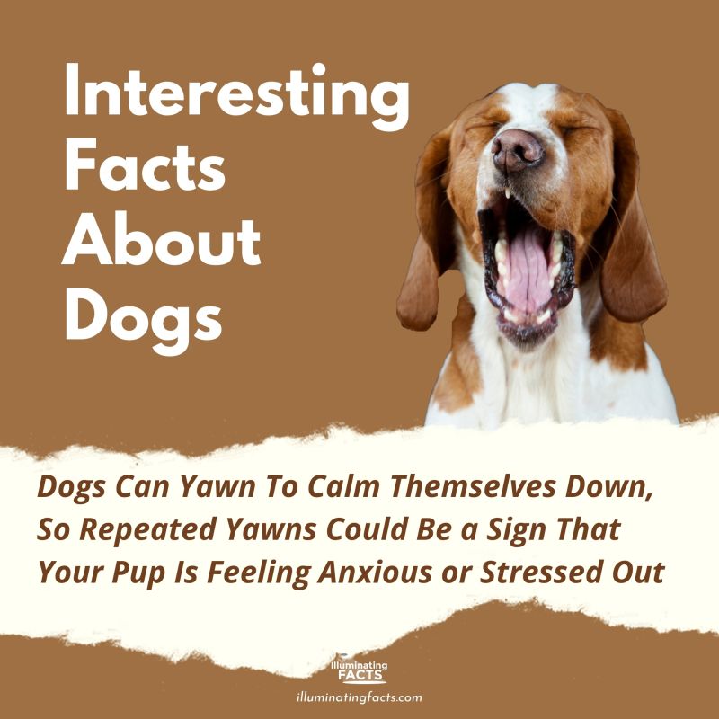 Dogs Can Yawn To Calm Themselves Down, So Repeated Yawns Could Be a Sign That Your Pup Is Feeling Anxious or Stressed Out