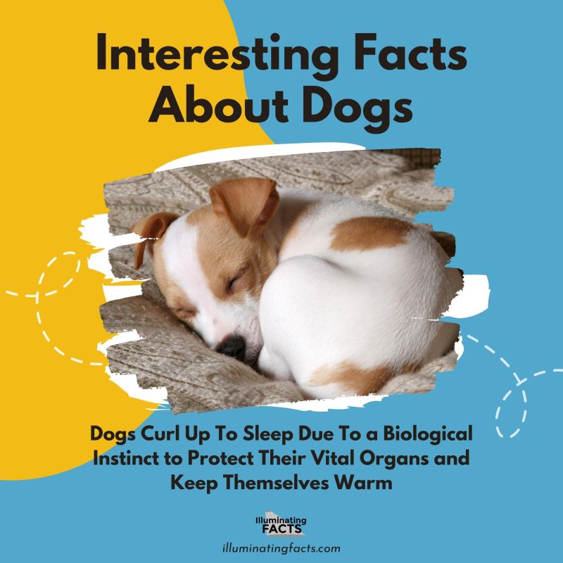 Dogs Curl Up To Sleep Due To a Biological Instinct to Protect Their Vital Organs and Keep Themselves Warm