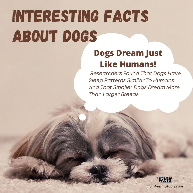 Dogs Dream Just Like Humans! Researchers Found That Dogs Have Sleep Patterns Similar To Humans And That Smaller Dogs Dream More Than Larger Breeds.