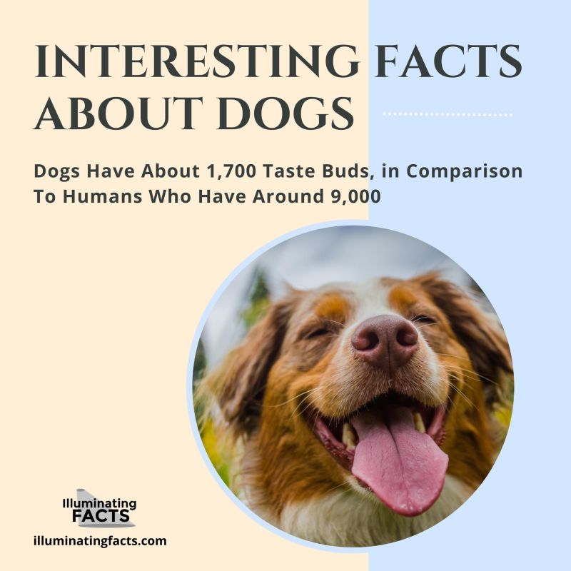 Dogs Have About 1,700 Taste Buds, in Comparison To Humans Who Have Between Around 9,000