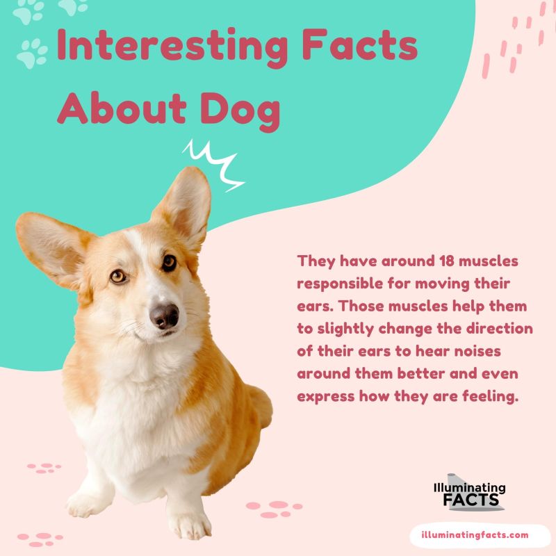 Dogs Have Around 18 Muscles Responsible For Moving Their Ears That Help Them Slightly Change The Direction Of Their Ears To Hear Noises Around Them Better, And Even Express How They’re Feeling