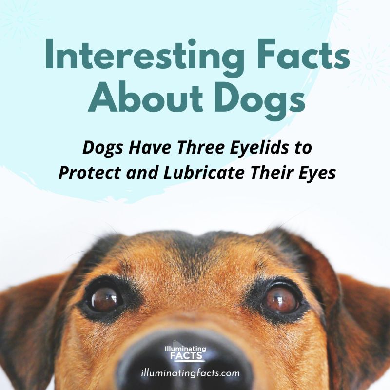 Dogs Have Three Eyelids to Protect and Lubricate Their Eyes