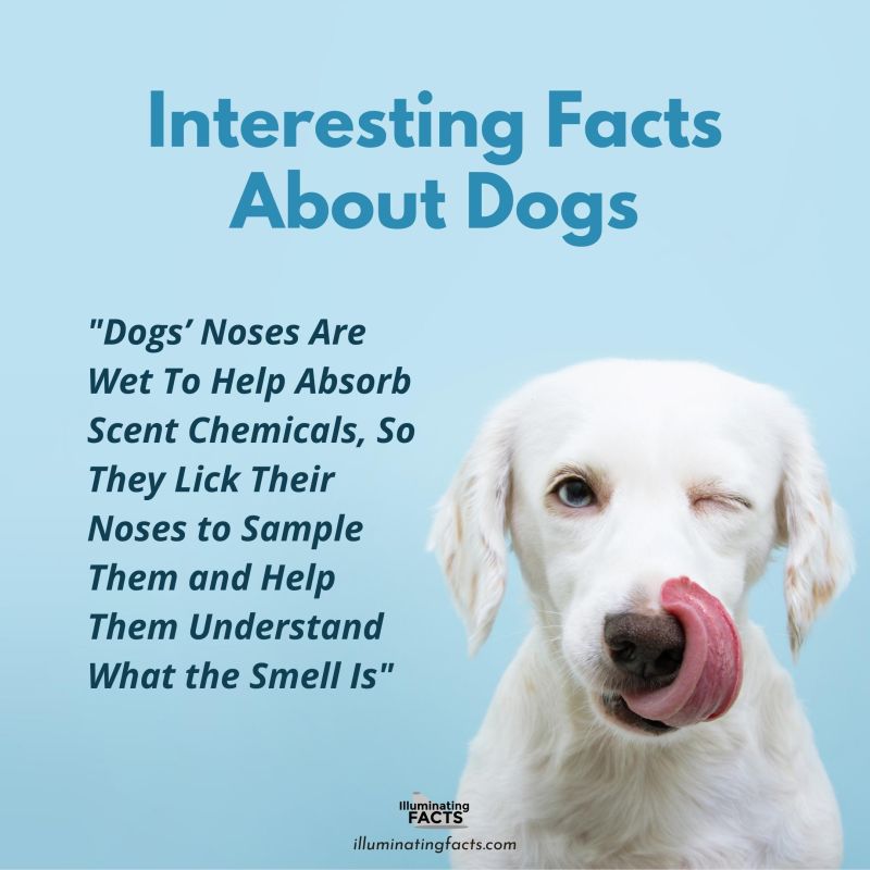 Dogs’ Noses Are Wet To Help Absorb Scent Chemicals, So They Lick Their Noses to Sample Them and Help Them Understand What the Smell Is