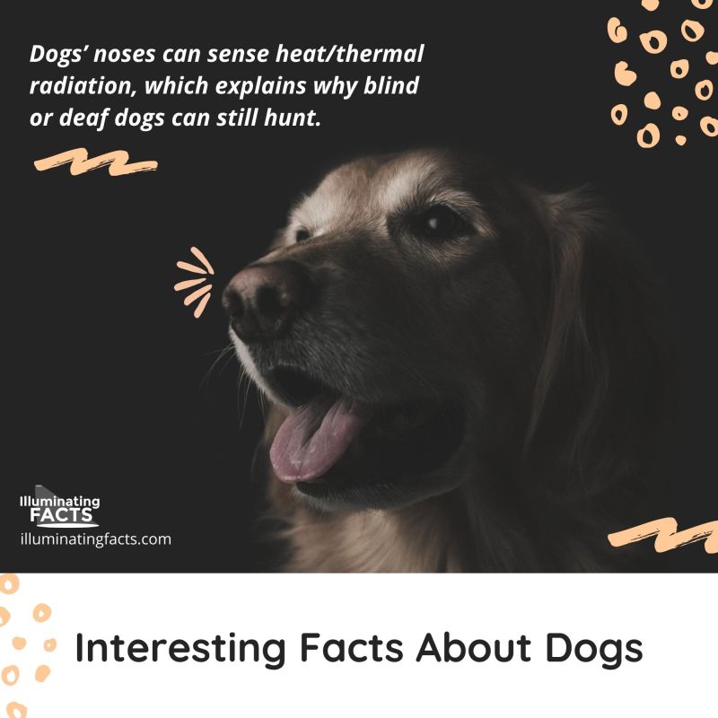Dogs’ Noses Can Sense Heat/Thermal Radiation, Which Explains Why Blind or Deaf Dogs Can Still Hunt