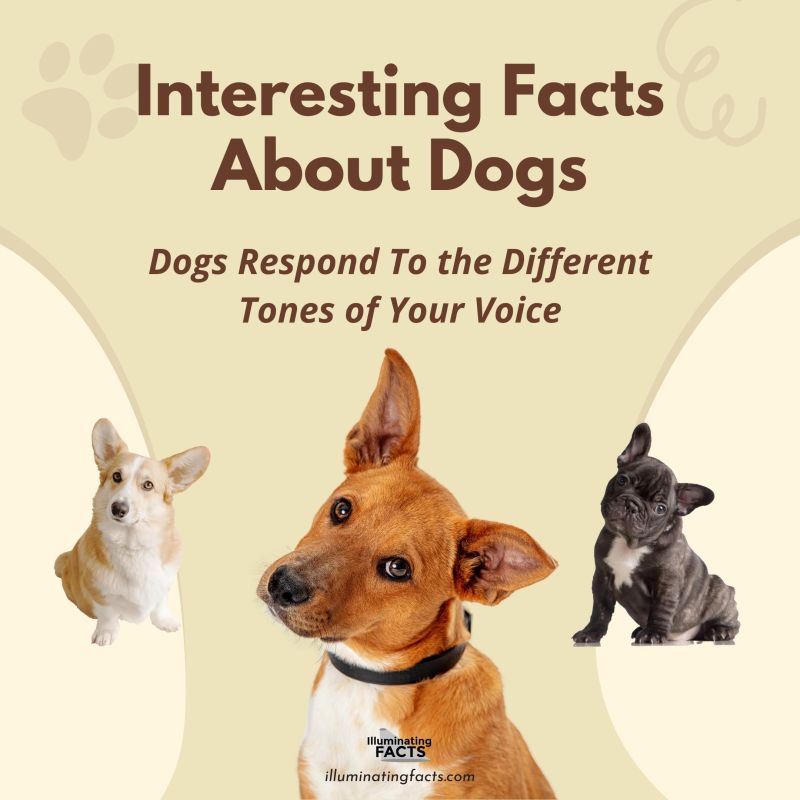 Dogs Respond To the Different Tones of Your Voice