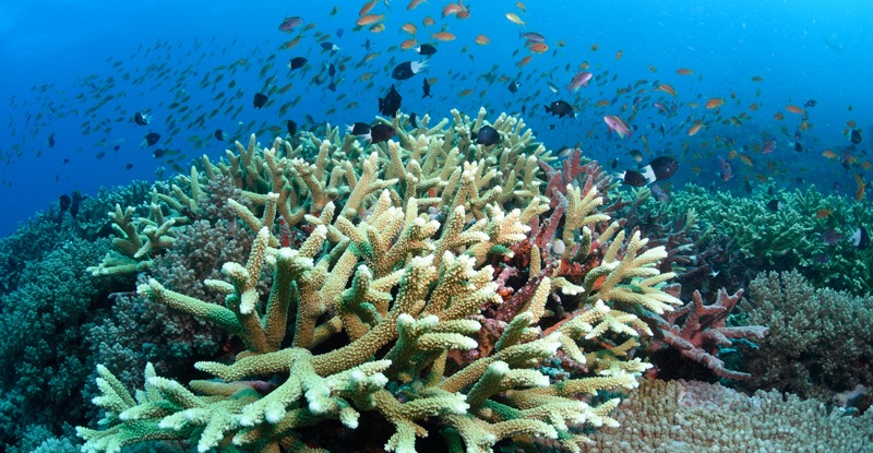 Healthy hard corals unaffected by recent coral bleaching, Far Northern Reefs, Great Barrier Reef, Queensland, Australia, Coral Sea, South Pacific Ocean