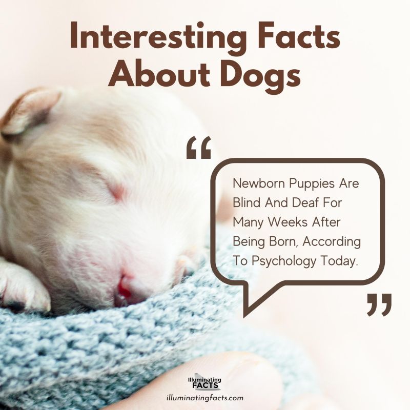 Newborn Puppies Are Blind And Deaf For Many Weeks After Being Born, According To Psychology Today.