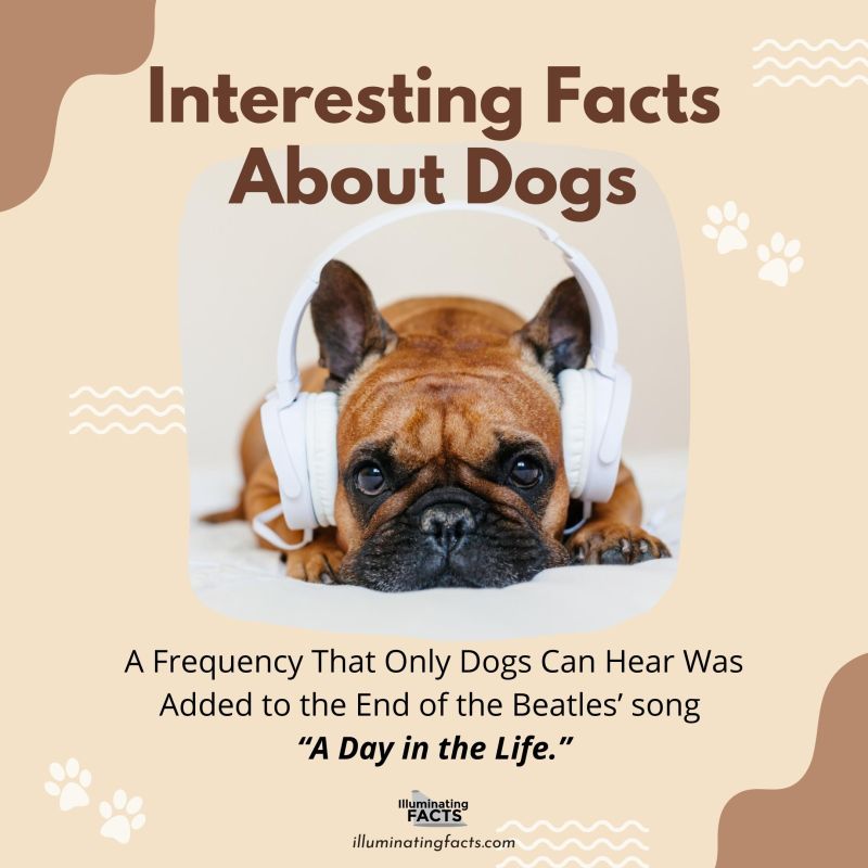 A Frequency That Only Dogs Can Hear Was Added to the End of the Beatles’ song “A Day in the Life.”