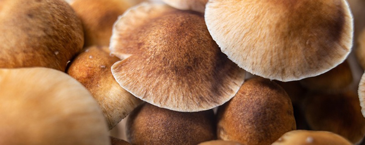 Pair-of-Mexican-mushrooms