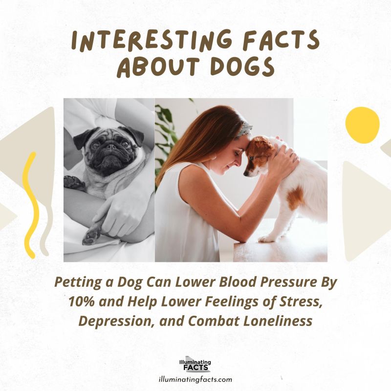 Petting a Dog Can Lower Blood Pressure By 10% and Help Lower Feelings of Stress, Depression, and Combat Loneliness