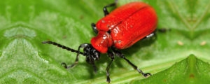 Scarle-lily-beetle